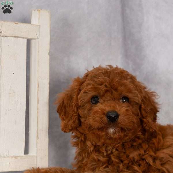 Tony F1B, Cavapoo Puppy